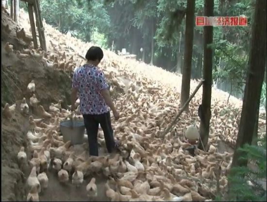 廣西岑溪：萬畝松香飄。央視視頻截圖。