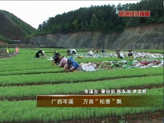 廣西岑溪：萬畝松香飄。央視視頻截圖。